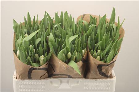 <h4>Tu En Albatros</h4>