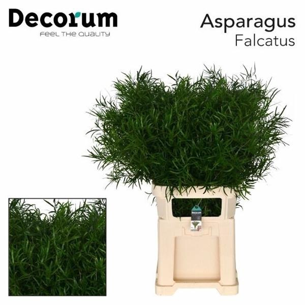 <h4>ASP FALCATUS</h4>