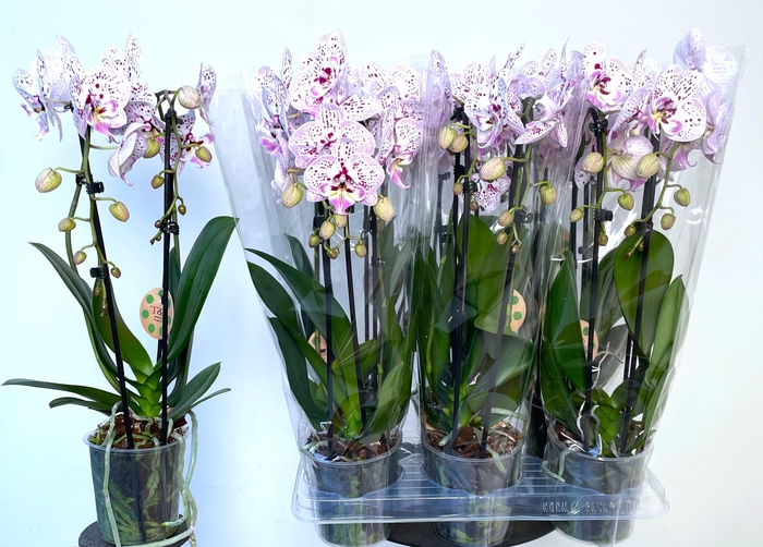 <h4>PHAL EL CASCADE</h4>