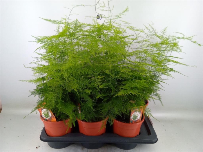 <h4>Asparagus setaceus</h4>