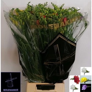 Freesia du mix