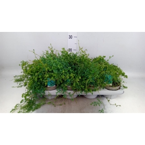 Selaginella   ...