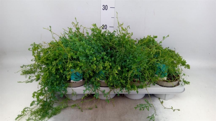 <h4>Selaginella   ...</h4>