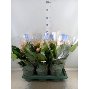 Anthurium andr. 'Joli Peach'