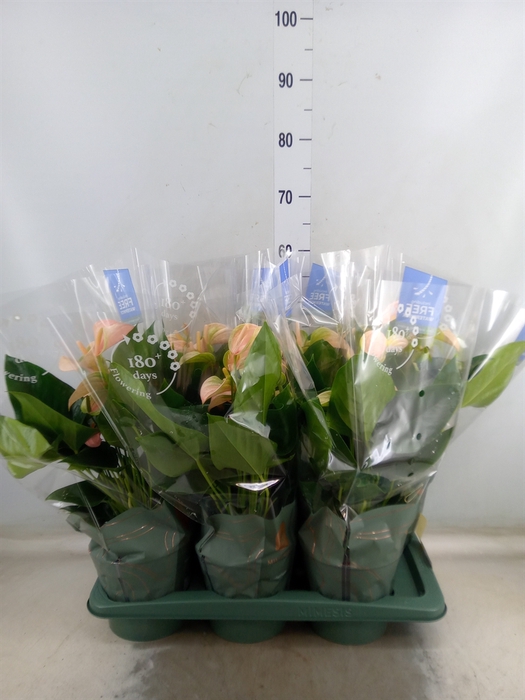 <h4>Anthurium andr. 'Joli Peach'</h4>
