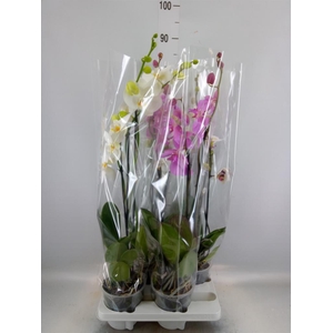 Phalaenopsis   ...mix