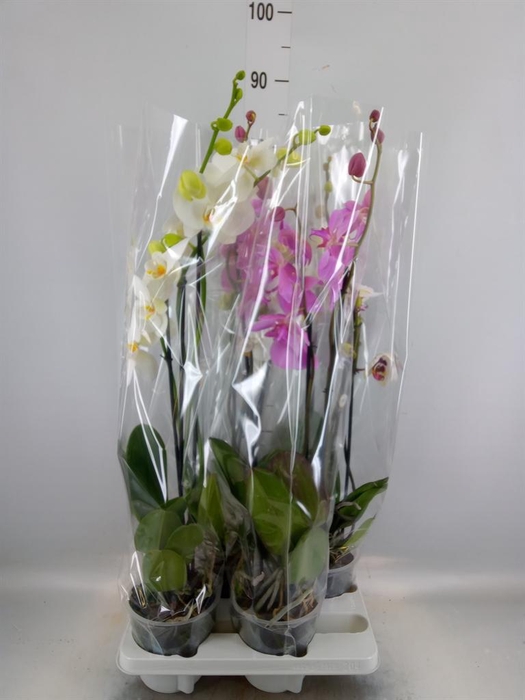 <h4>Phalaenopsis ...mix</h4>