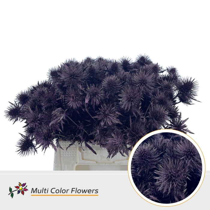 <h4>Eryngium Metallic Bordeaux</h4>
