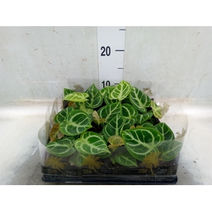 Anthurium   ...