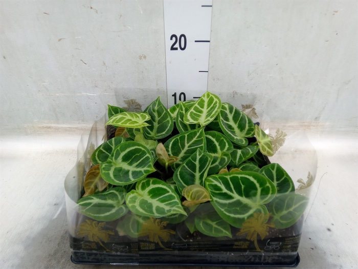 <h4>Anthurium   ...</h4>