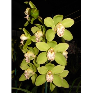 Cymbidium 12/15 Green Bl pst