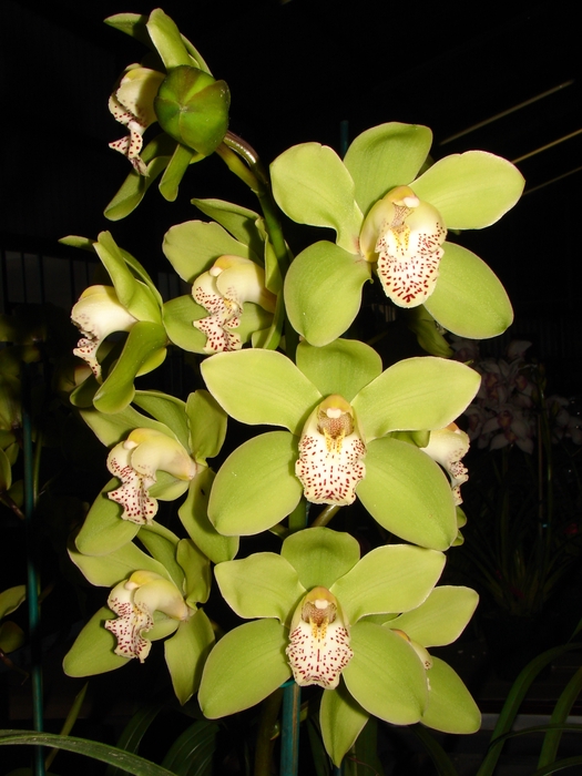 Cymbidium 8/11 Green Bl pst