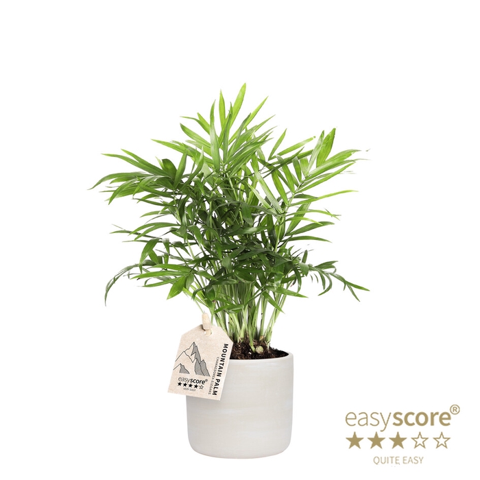 <h4>CHAMAEDOREA ELEGANS P10 RAW GREY</h4>