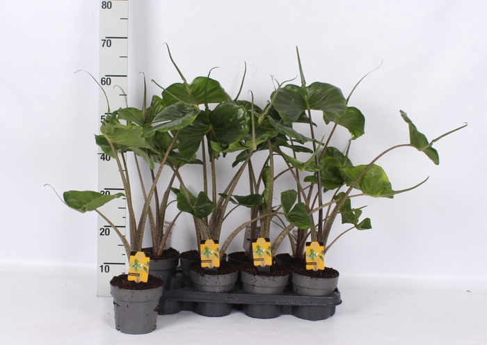 <h4>ALOC MACROR STINGRAY</h4>