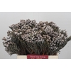 Kaaps Groen Silver Brunia