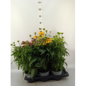 Echinacea  'Sombrero'   ...mix