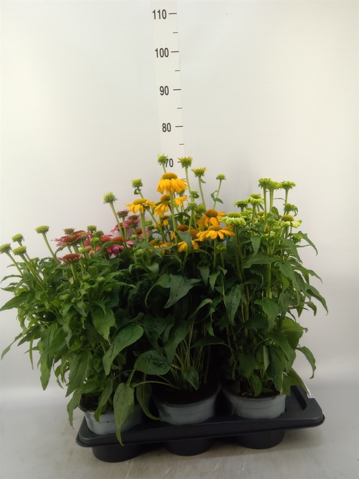 <h4>Echinacea  'Sombrero'   ...mix</h4>