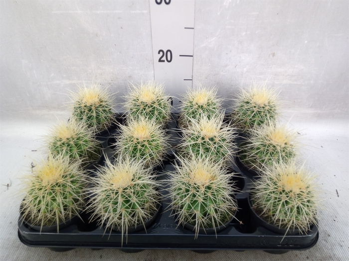 Echinocactus grusonii