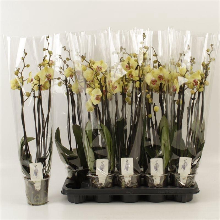 <h4>PHAL DESERT BREEZE</h4>