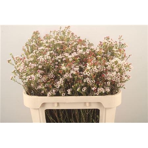 Chamelaucium White Maya