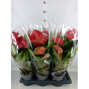 Anthurium andr. 'Picanta Red'
