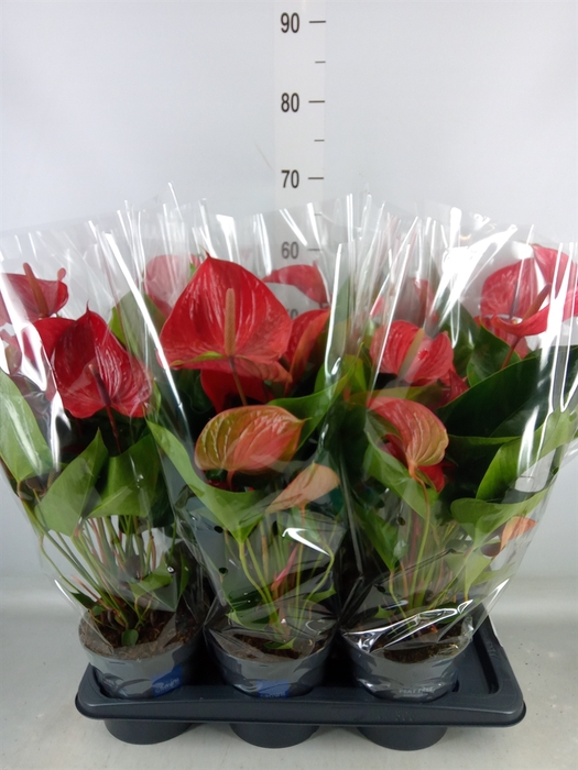 <h4>Anthurium andr. 'Picanta Red'</h4>