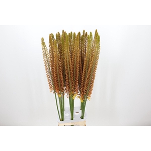 Eremurus Golden Cleopatra