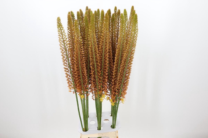 <h4>Eremurus Golden Cleopatra</h4>