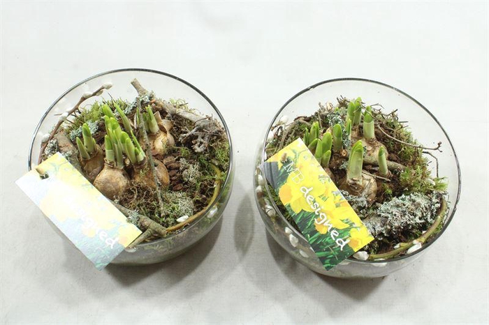 <h4>NA41 HALF GLAS TETE</h4>