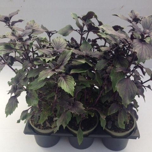 Basilicum Magic Mountain P9