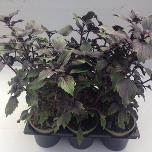 Basilicum Magic Mountain P9