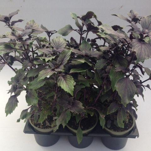 <h4>Basilicum Magic Mountain P9</h4>