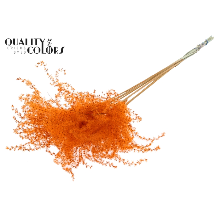 <h4>Miscanthus 5 pcs/bunch Orange</h4>