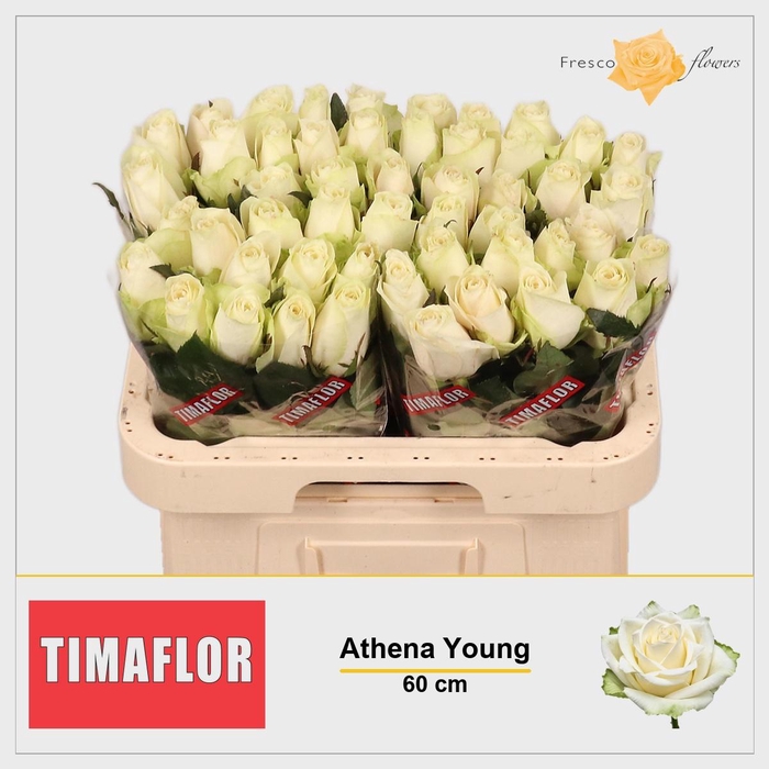 <h4>R GR ATHENA</h4>