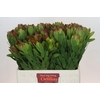 Leucadendron Goldstrike