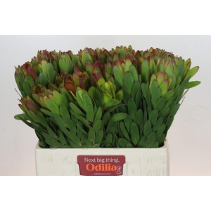 Leucadendron Goldstrike