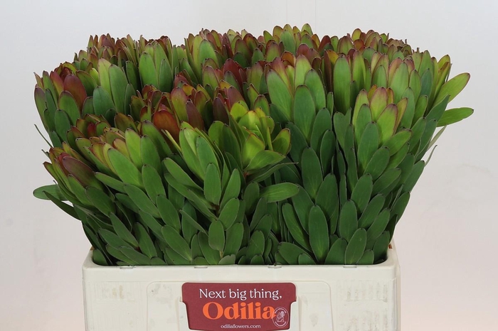 Leucadendron Goldstrike