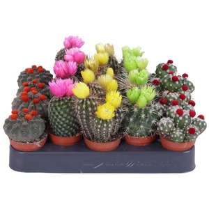Cactus stro disco 5,5 cm