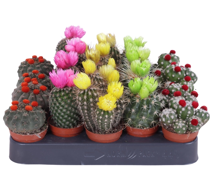 <h4>Cactus stro disco 5,5 cm</h4>