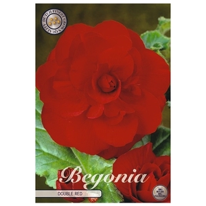 Begonia Double Red x3 5/6