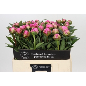 Paeonia Dr A Fleming