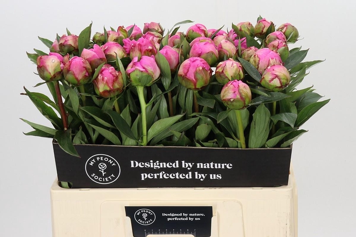 Paeonia Dr A Fleming