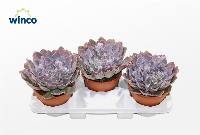 <h4>Echeveria Neonbreaker</h4>