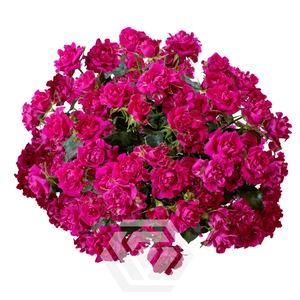 R TR #HOT PINK Tessa