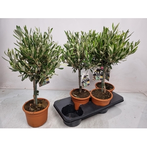 OLEA EUROPAEA