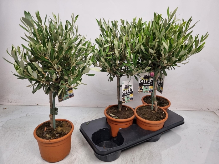 <h4>OLEA EUROPAEA</h4>