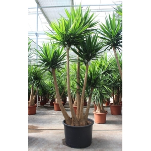 Yucca elephantipes over