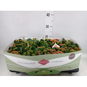 Kalanchoe blos. 'Lipstick'