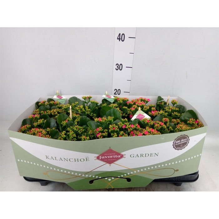 <h4>Kalanchoe blos. 'Lipstick'</h4>