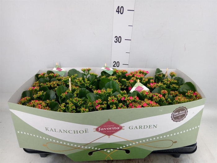 Kalanchoe blos. 'Lipstick'